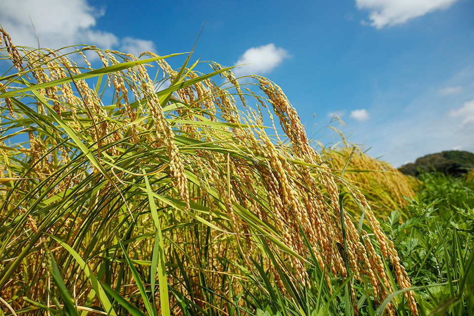 Ears of hattanso, a revived variety of rice. The rice grain’s low water absorption is among the reasons for which it has generally been considered unsuitable for brewing sake, but this is exactly why it results in a uniquely refreshing, dry flavor. MAE KOSUKE