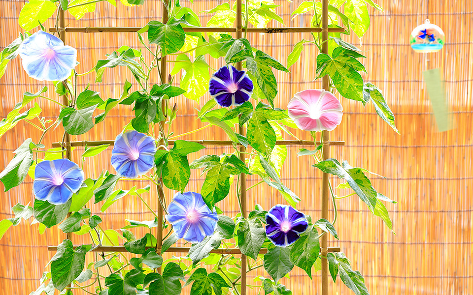 Coolness and Sweetness of Japanese Summer