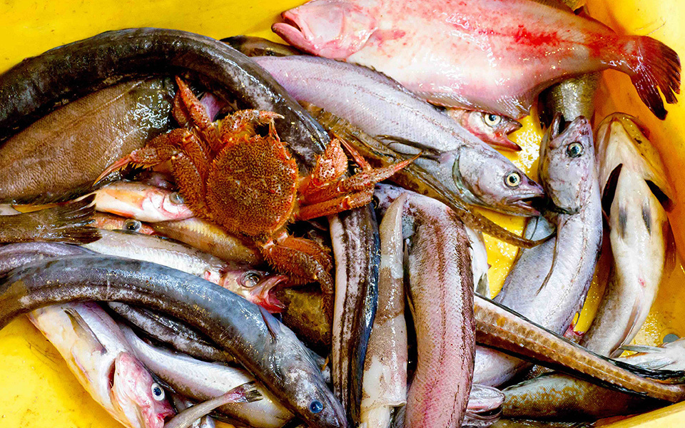 The Unknown Strong and Waste-Free Fishing Industry of Iwate