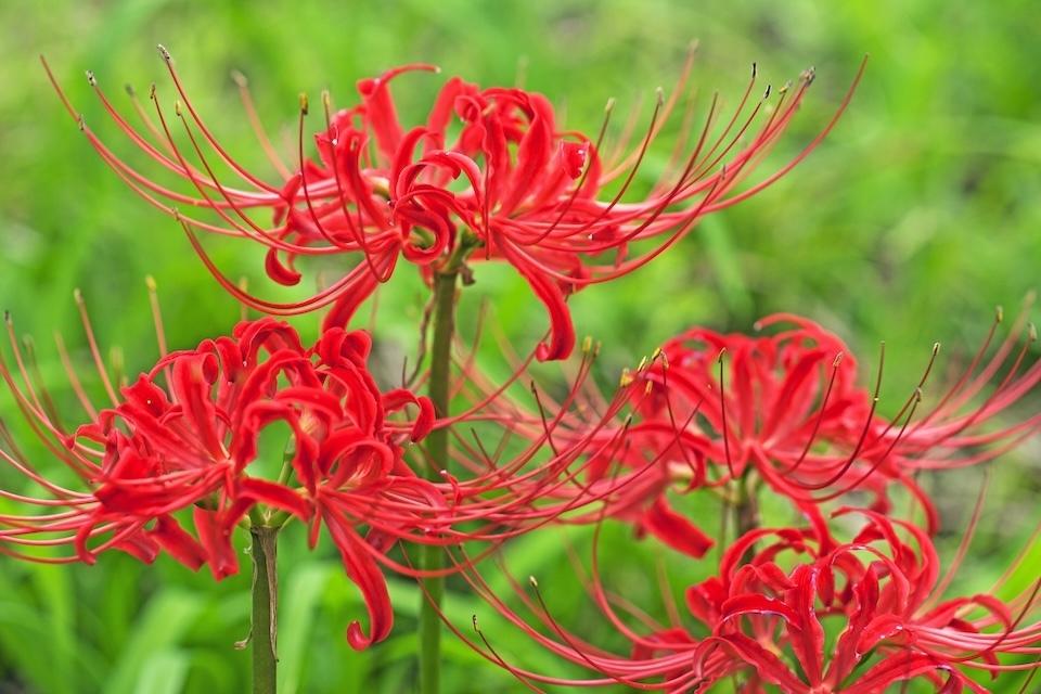 Vibrant red spider lilies (equinox flowers) in bloom, with distinctive curled petals against blurred green background