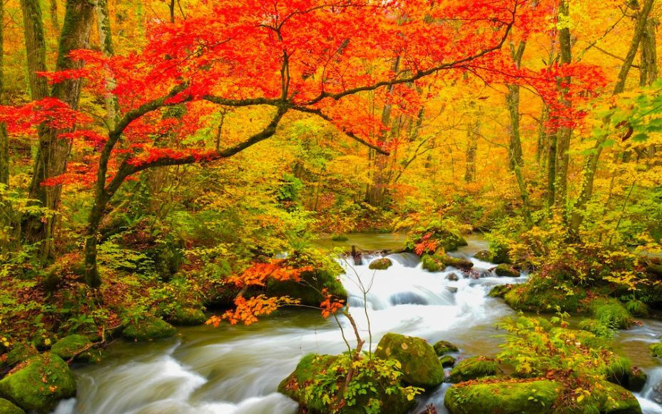 Autumn Foliage Turns Japan into a More Dynamic Landscape