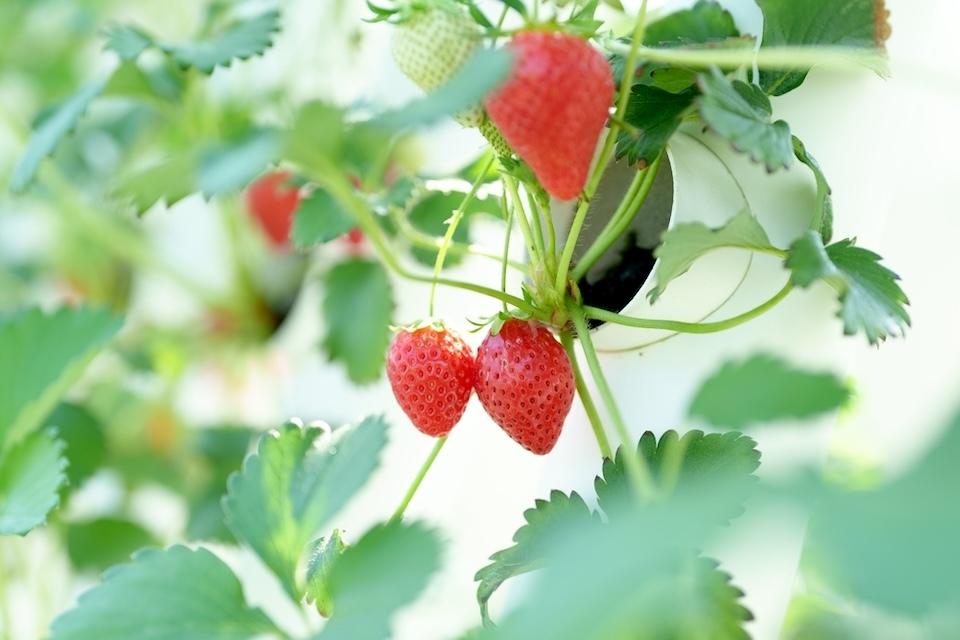 Red ripe strawberries among lush green plants in a strawberry farm.