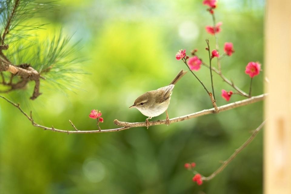 A small bird resting on a flowering branch of a plum tree, captures a serene spring moment.