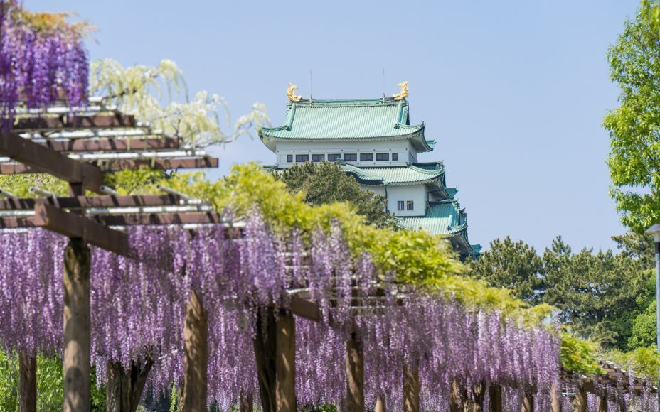Experience the Colorful Sensory Symphony of Spring in Japan