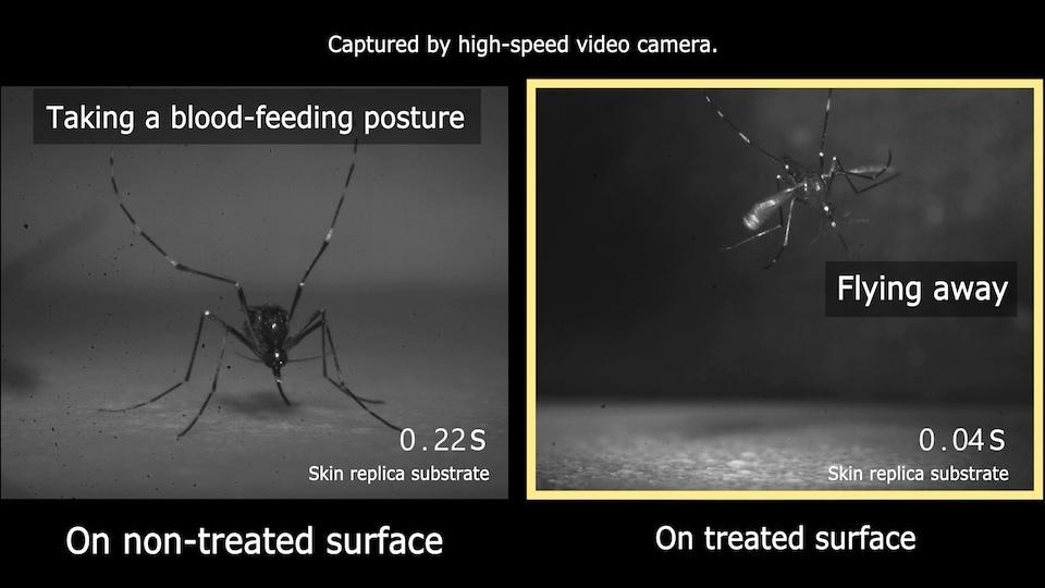 Image shows two pictures: one of a mosquito flying away in 0.04 seconds and another of a mosquito staying for 0.22 seconds on a skin replica.