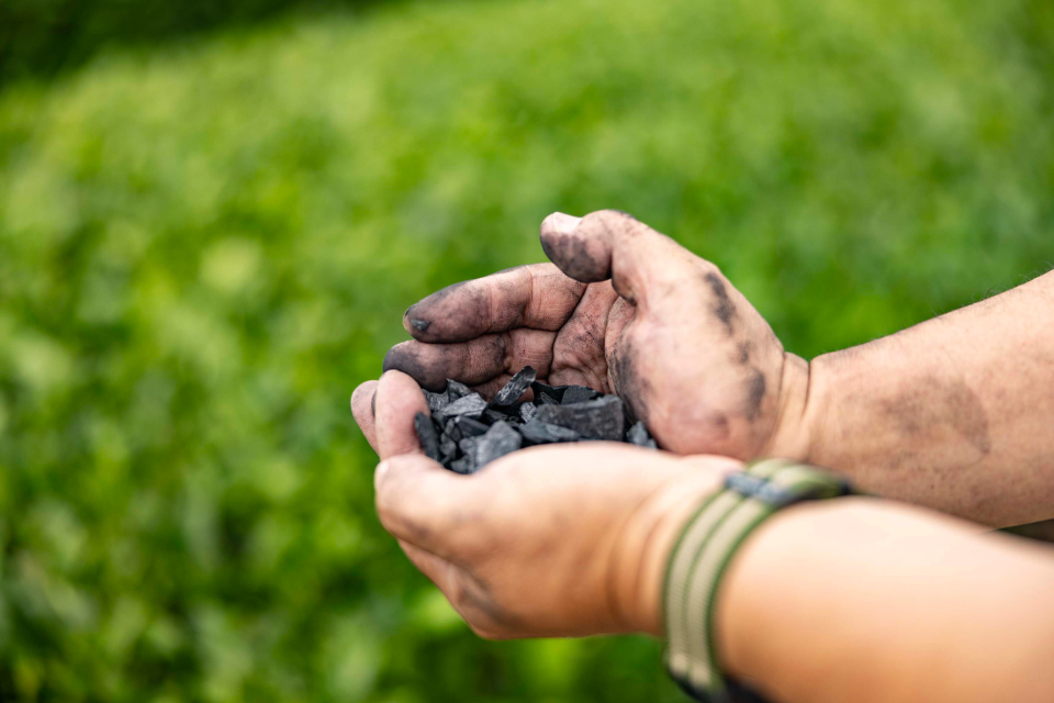 Two hands cupping charcoal made from felled tea bushes