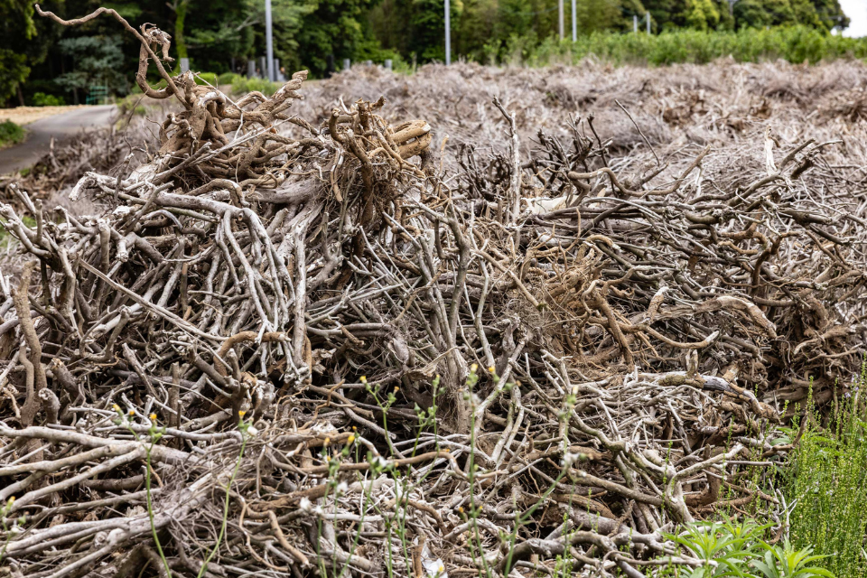 Heaps of brown, felled tea bushes being left to dry in an abandoned tea field