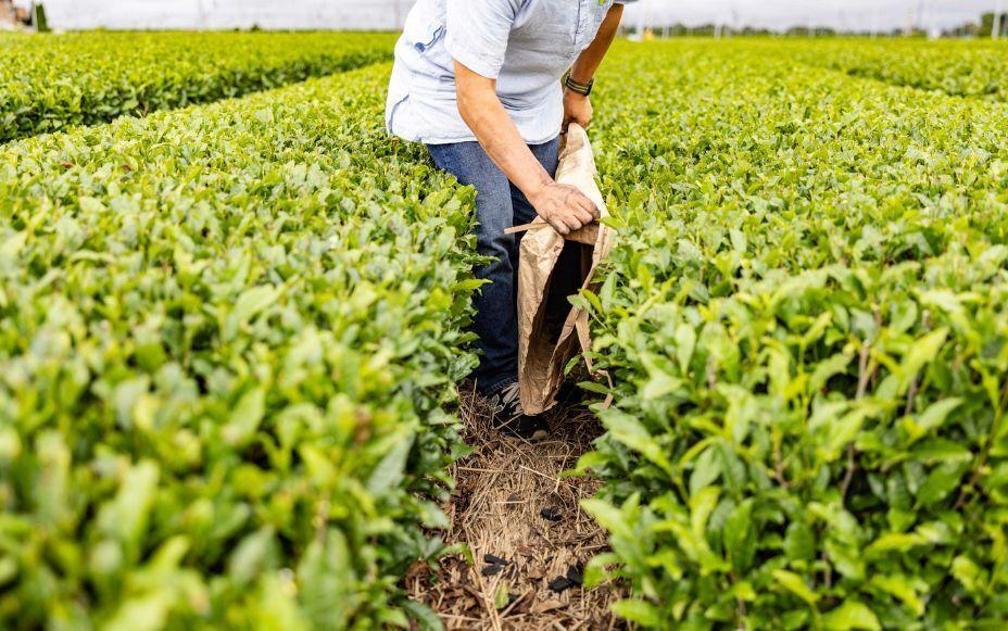 Tea-Field Carbon Credits: A New Tool for Fighting Global Warming