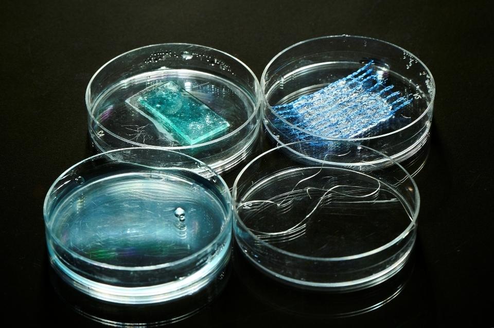 Four clear petri dishes on a black background, containing various samples of clear blue gels