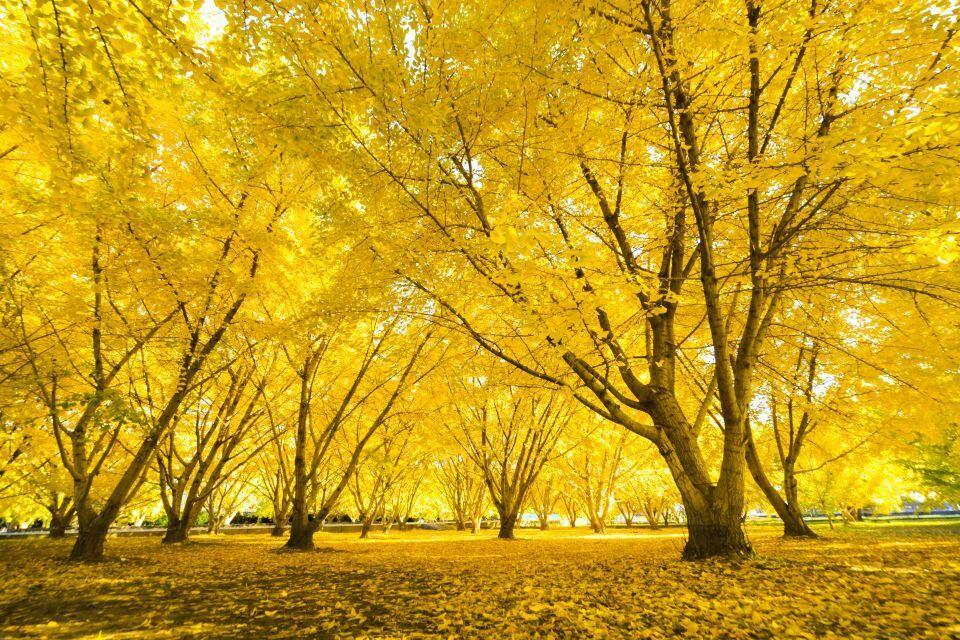 A grove of 80 bright yellow ginkgo trees in the town of Hirokawa. 