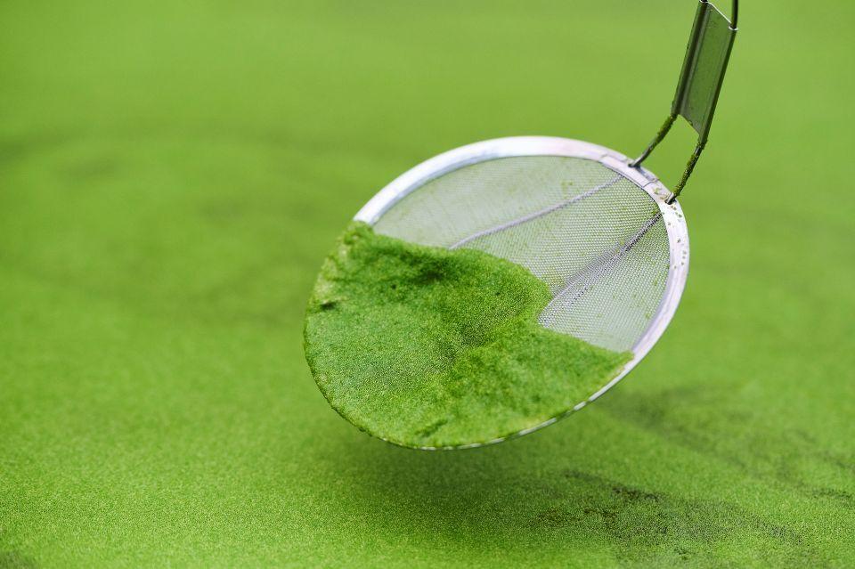 A scoop of bright green wolffia duckweed, the world's tiniest vegetable