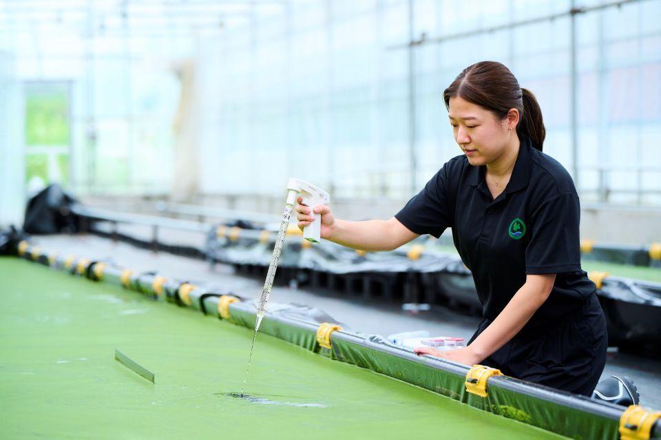 Kitamura Moana, Representative Director of Floatmeal Co., Ltd., cultivating duckweed in a vat