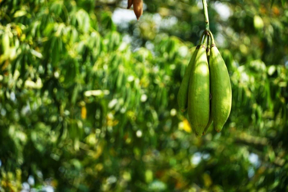 An image of the seedpods of the kapok tree,which grows wild in Indonesia