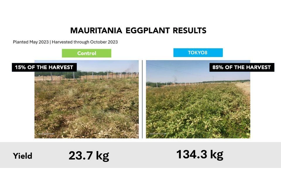 Side by side image of a cultivation test in Mauritania, showing the improvement in the plants and production after using TOKYO8.