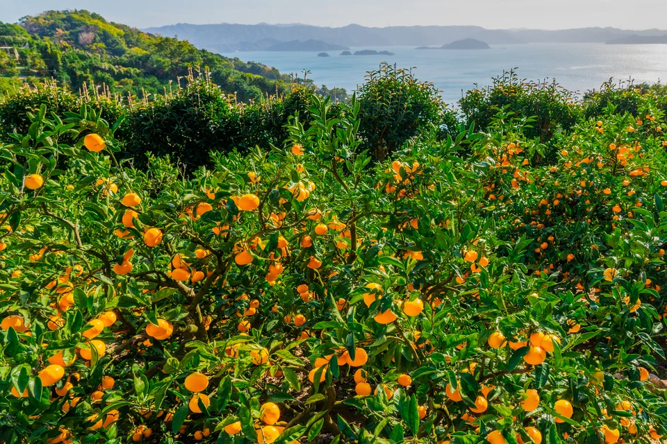 Bright orange mikan citrus fruits growing in the coastal Arida region of Wakayama Prefecture