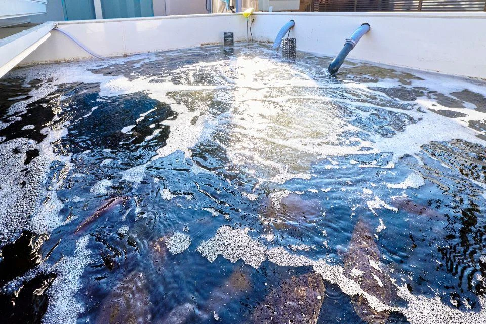 Around 1000 grouper fish can be raised in the Ark Zero tanks