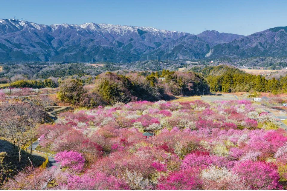 Pink and white trees in the Plum Grove Park at the Inabe City Nogyokoen agricultural park in Mie Prefecture