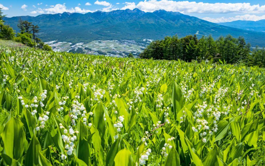 Spring Splendor Across the Chubu Region