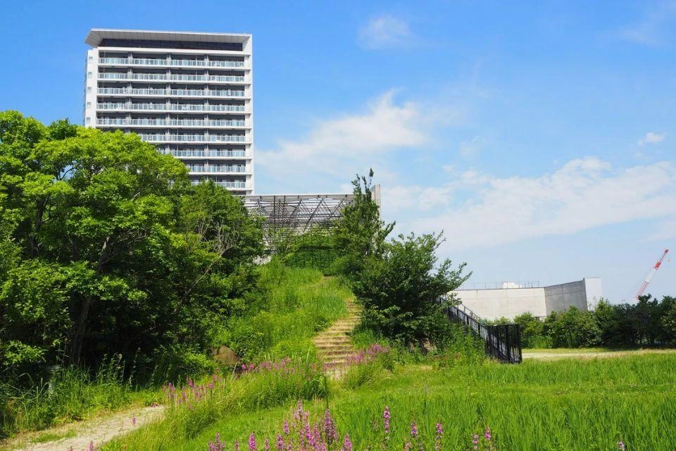 Photo of the Ohashi Village forest, with a rice paddy in the foreground and grassy hill and apartment building behind it