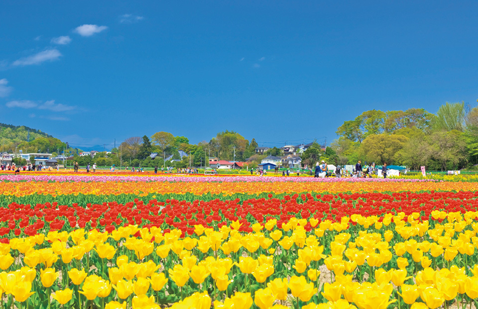 Gentle scent of narcissuses carried by the sea breeze