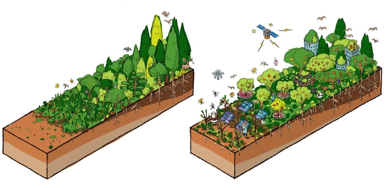 Illustration of a natural ecosystem and an extended ecosystem